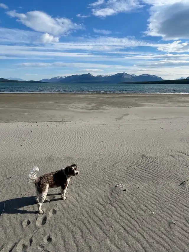 Cabin life in Tagish in Houses for Sale in Whitehorse - Image 11