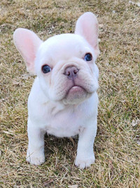 CKC registered French bulldogs ready to go home 