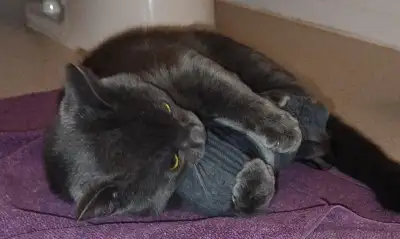 Young 12 month old male gray Cat, View more