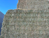 Alfalfa large square bales 