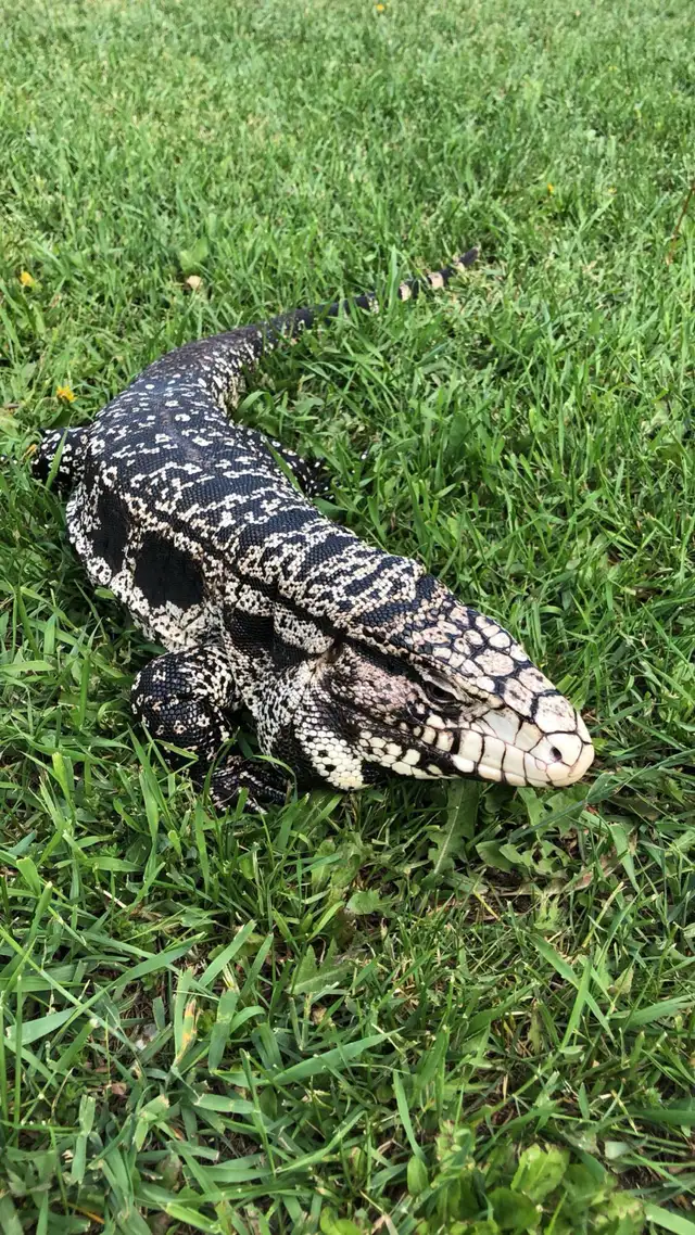 Reptiles in Reptiles & Amphibians for Rehoming in Penticton - Image 2