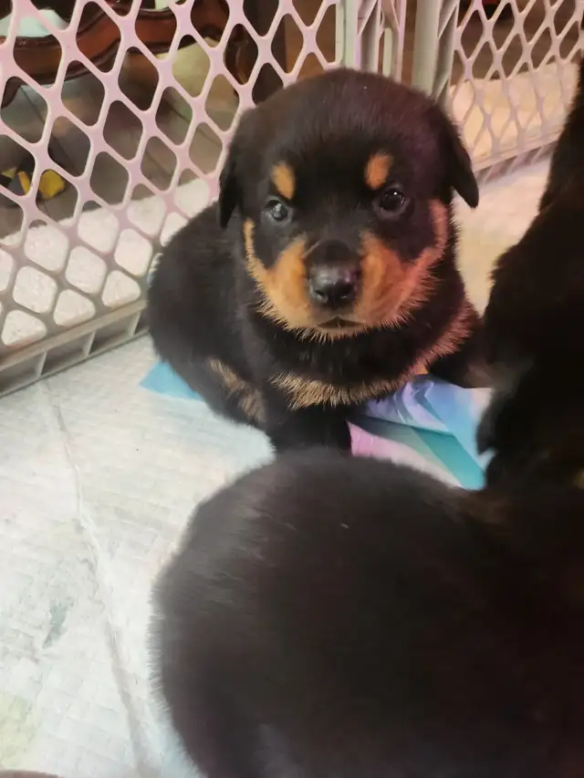 Purebred German Rottweiller puppies in Dogs & Puppies for Rehoming in Oshawa / Durham Region - Image 7