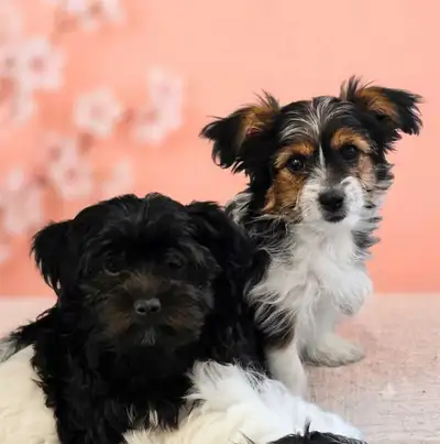 ONLY 2 LEFT!! Adorable Shipoo Yorkie Puppies!, View more