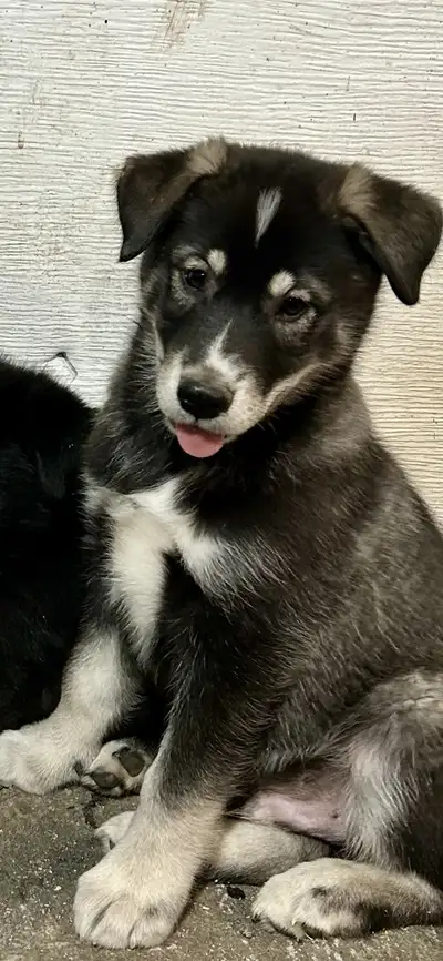 chiots husky croisé , View more