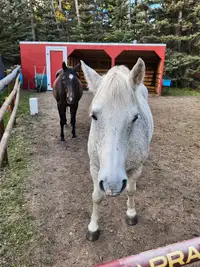 Outdoor horse board near Calgary