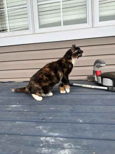 This is Lucy. Lucy was a rescue from Ontario and we flew her all the way here in 2021. Although she...