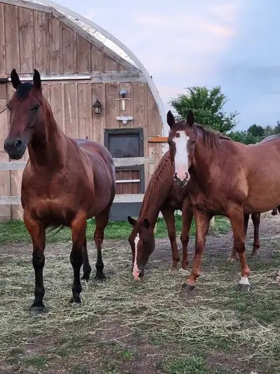 Horse Boarding Available , View more