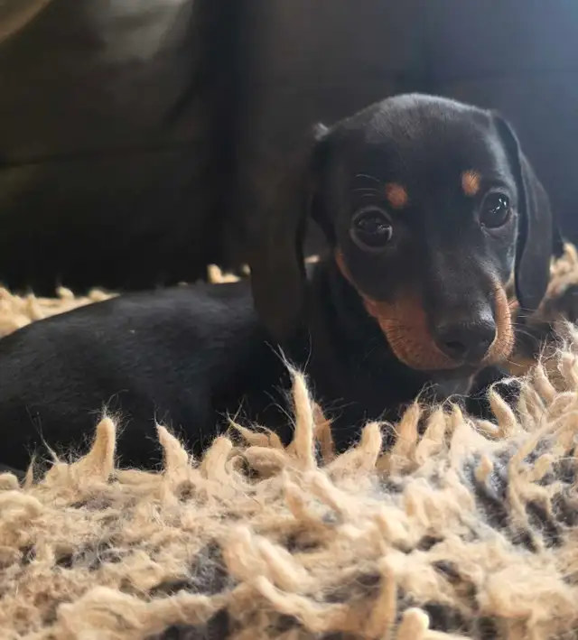 Dachushund Black and Tan in Dogs & Puppies for Rehoming in Ottawa - Image 3