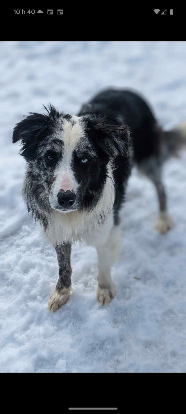Border Collie male registered CBCA  in Dogs & Puppies for Rehoming in Oshawa / Durham Region