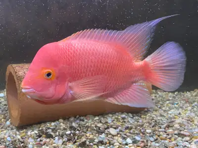 Red Monkey Cichlid, View more