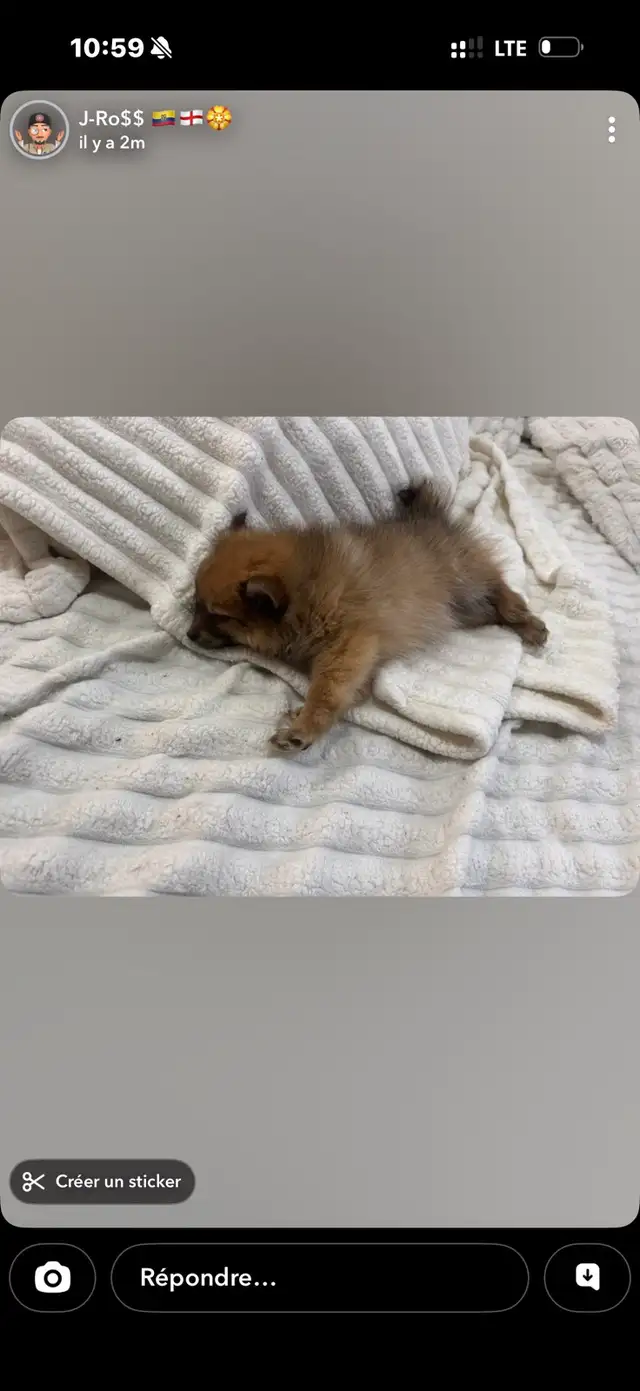 Pomeranian nain in Dogs & Puppies for Rehoming in Longueuil / South Shore - Image 9