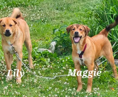 Great Pyrenees/Bull Mastiff puppies, View more
