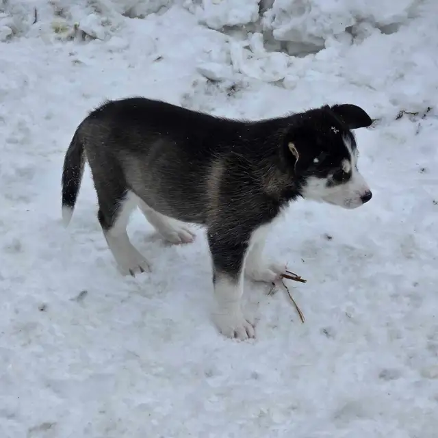 Husky Bernese/Shepherd Puppies in Dogs & Puppies for Rehoming in City of Toronto - Image 7