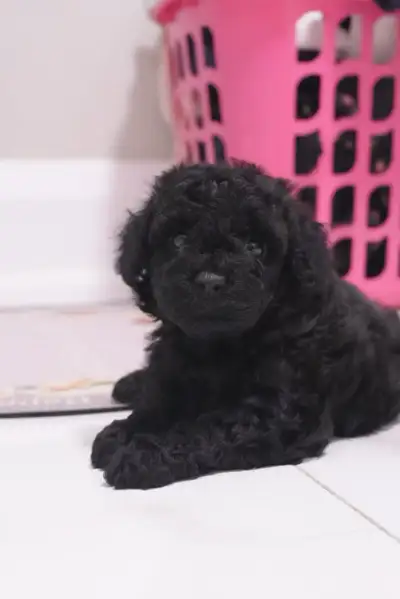 black toy poodle puppies looking for a new home , View more