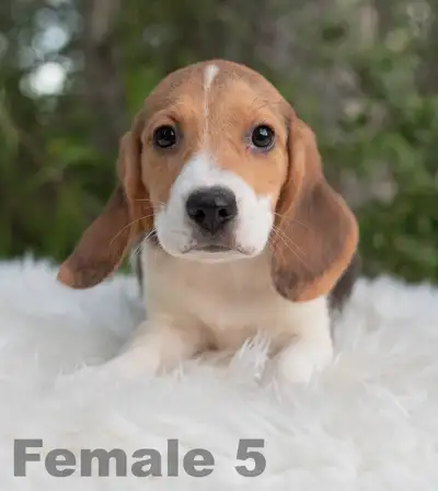 Beagle Puppies, View more
