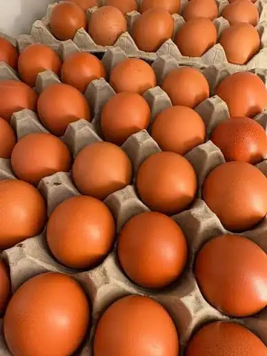 Looking to buy free range eggs in Coaldale area - ongoing