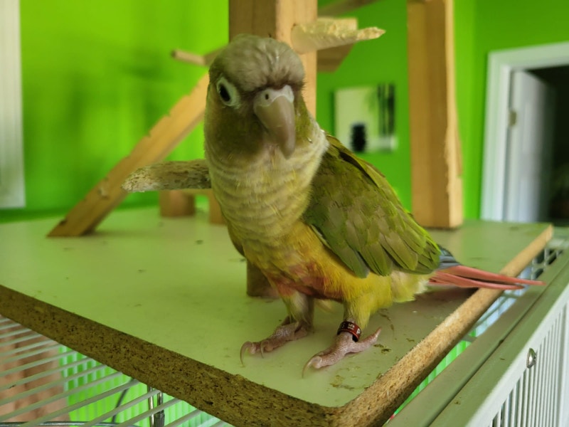 Large Cage with Conure Pineapple Bird Birds for Rehoming Oakville