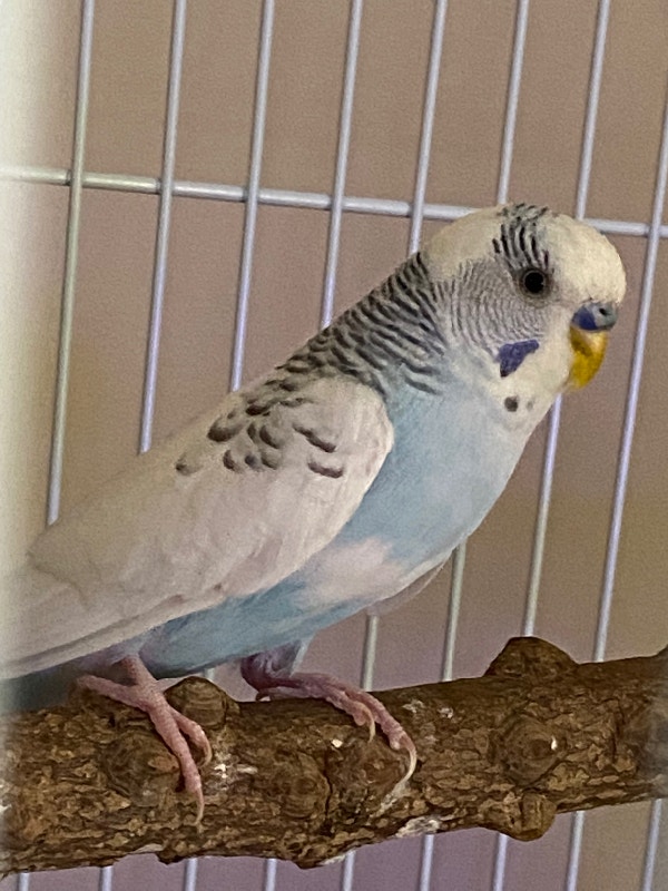 Budgies for rehoming Birds for Rehoming London Kijiji