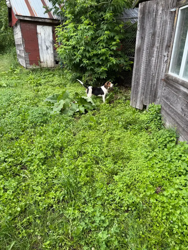 1 year old Beagle  comes from great line of hunting dogs in Dogs & Puppies for Rehoming in Renfrew - Image 5