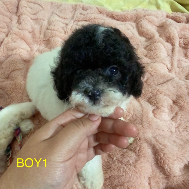 Adorable mini Toy Poodle puppies looking for new home Dogs & Puppies