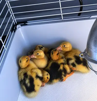 Week old ducklings Eggs shipped from Ontario Leduc County