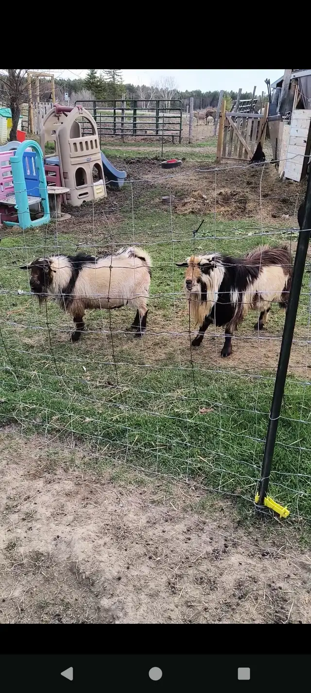 Two intact male mini goats in Livestock in Pembroke - Image 2