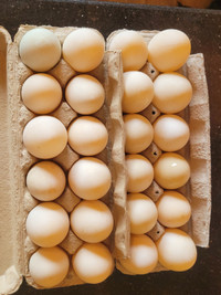 Duck Eggs For Consumption