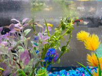 Young Healthy Guppies for Sale