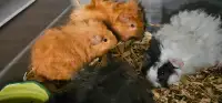 2 bonded baby guinea pigs looking for their forever home