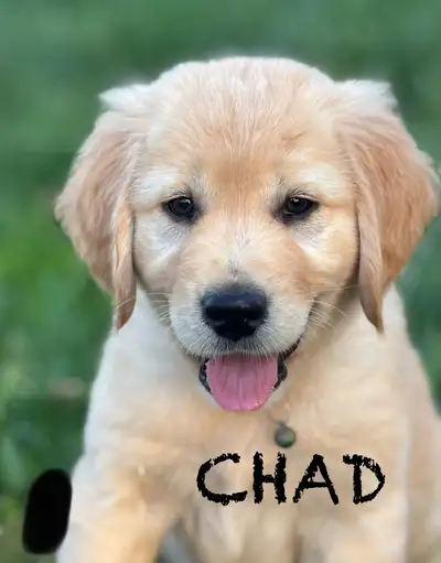 Golden Retriever/Labrador Puppies Available, View more