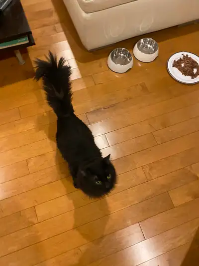 Chat mâle presque 1 an style angora, View more