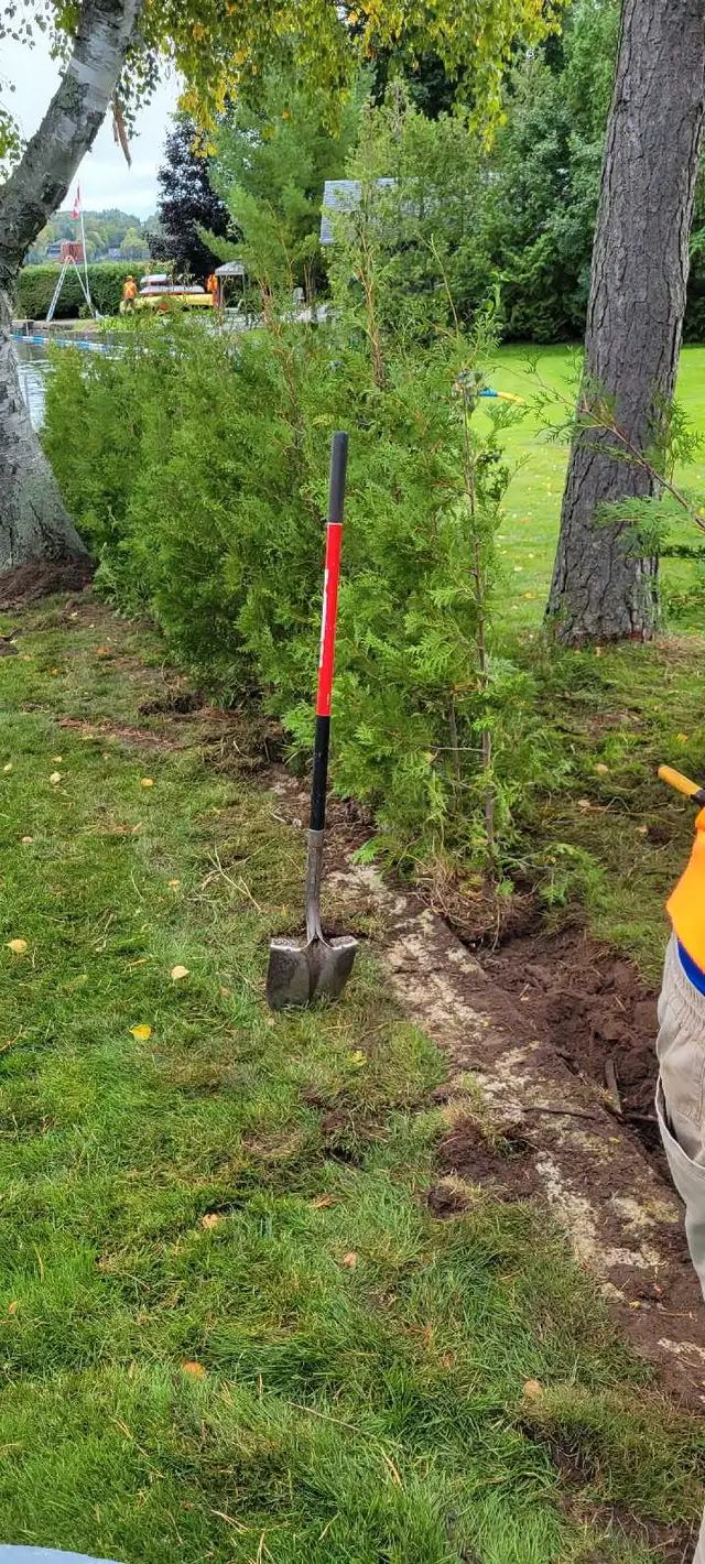 Cedar Hedge  in Plants, Fertilizer & Soil in Belleville - Image 6