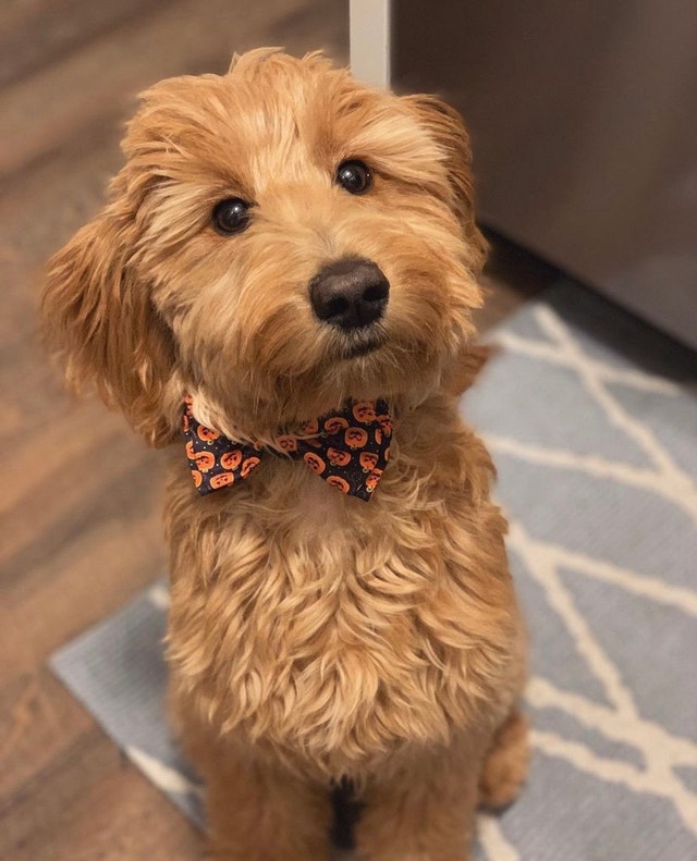 F1 Mini Golden Doodles from CKC parents Dogs & Puppies for Rehoming