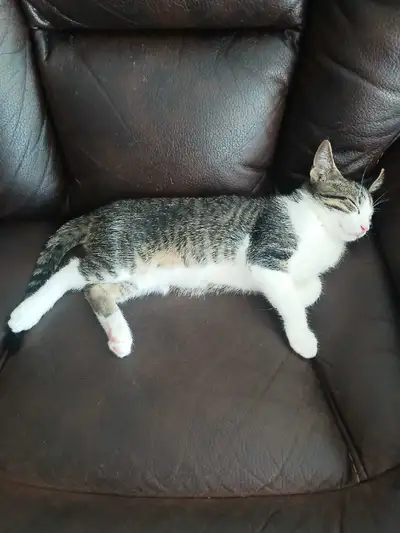 Cat for sale, View more