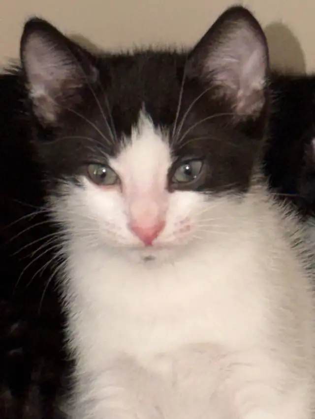 Kittens-   pest control lineage in Cats & Kittens for Rehoming in Delta/Surrey/Langley - Image 6
