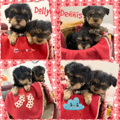 2 Yorkie/Biewer Pups Ready to Go, View more