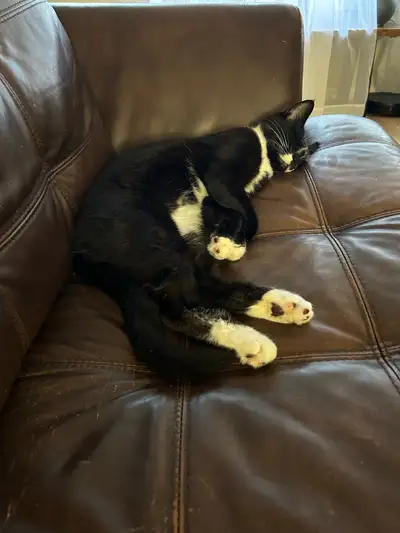loving kitten and his momma to rehome, View more