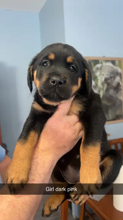 Born Dec 20th ready to go Saturday feb 14th 3 pups available 3 girls Come with first set of shots Mo...