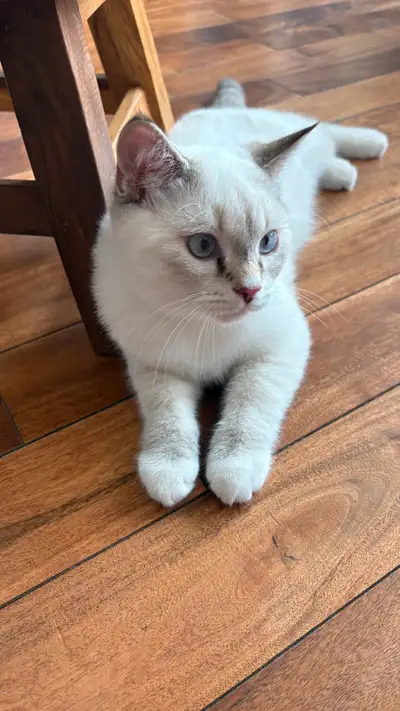 4 months British short hair boy kitten , View more
