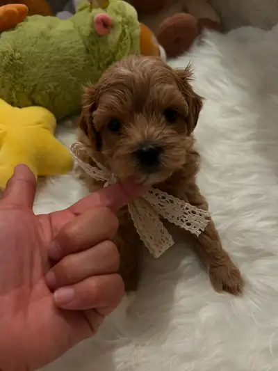 Beautiful maltipoo puppies (poodle/Maltese), View more