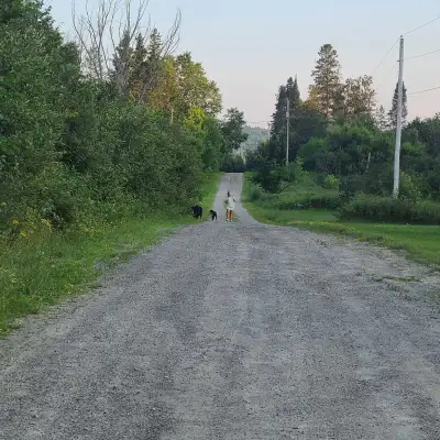 163 acres of mixed hardwood bush on lee valley road massey. great hunting on property flowing creek...
