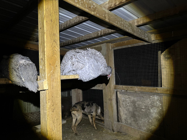 Turkey hatching eggs  in Livestock in Chatham-Kent - Image 4
