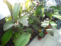 CANA PLANTE EXTERIEUR 7.00$ CH. OU 4/25.00$