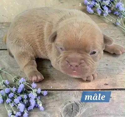FRENCHTON puppies for sale, View more