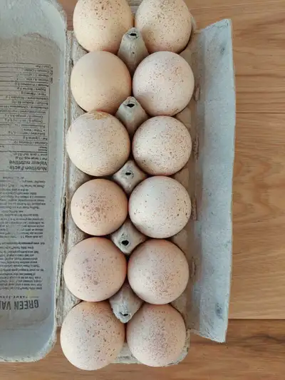 Heritage turkey eggs for hatching. Royal palm and Narragansett. $50 for the dozen.