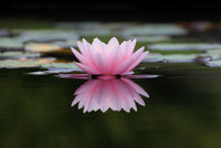 Water Lilies