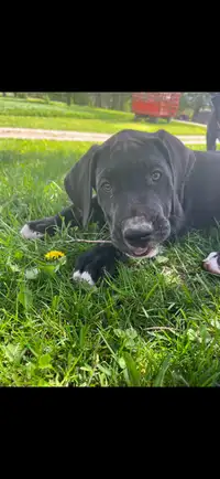 Great Dane pups for sale. 