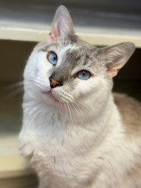 Snowshoe Siamese for rehoming