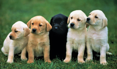 The Puppy is NOT available, View more