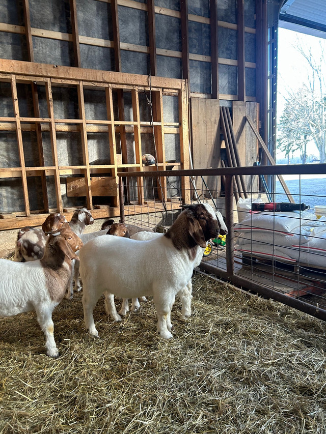 Boer Goat Kids in Livestock in Chatham-Kent